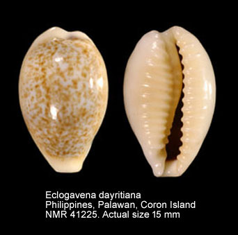 Eclogavena dayritiana.jpg - Eclogavena dayritiana(Cate,1963)